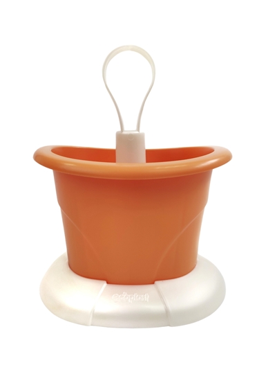 Immagine di TULIPANO - SCOLAPOSATE / Madreperla-Mandarino